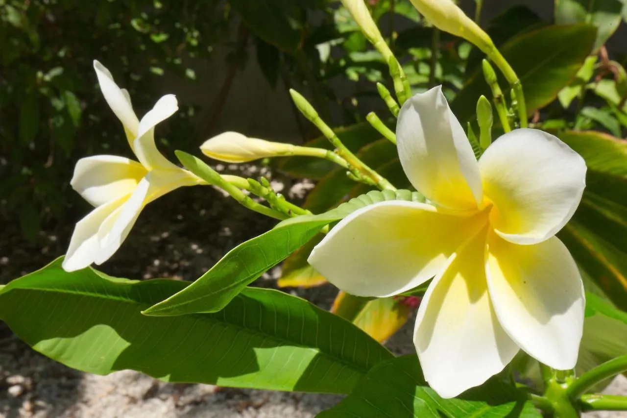 Leaward Isle Island Retreat Villa Key West